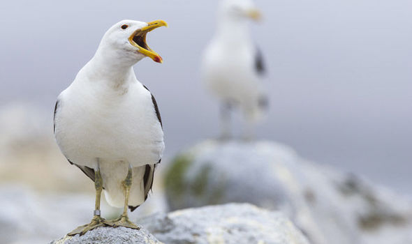 Seagull flu strain gives rise to epidemic