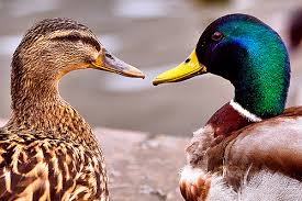 ducks