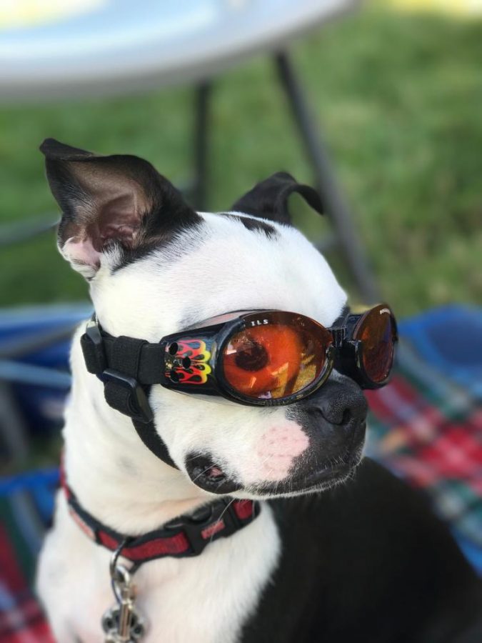 Obi sports his doggles for the Bad to the Bone costume. 