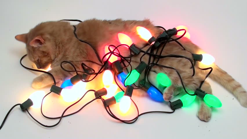 Christmas lights are hard to detangle and pose a threat to our pets. 