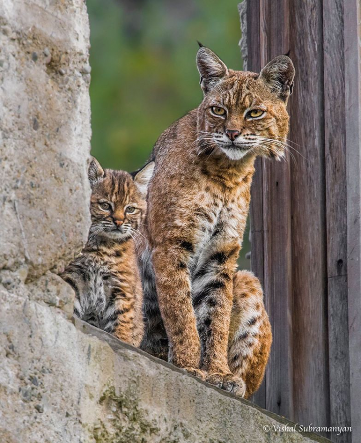After six hours of patient waiting, Vishal took this photo of a bobcat mother with her kittens in an abandoned building in Livermore. 
