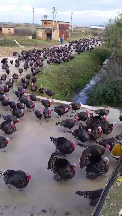The army of turkeys, here to take our suburbs away. Stop them, and the Democrats before it’s too late.