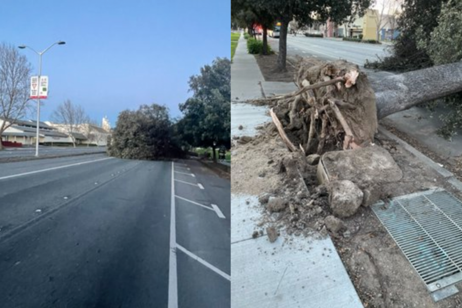 The strong winds caused a tree to fall on Fremont Boulevard near Washington High School. (Picture Credit: Fremont USD)