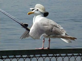 A rare picture of a seagull general commanding his troops through Irvington’s courtyard.