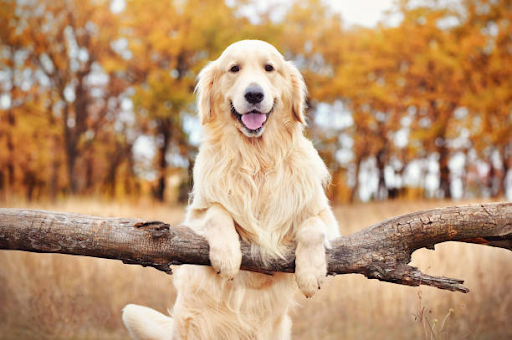 UCLA professor Gregory Okin found that the diet of cats and dogs can produce “64 million tons of carbon dioxide a year” due to their meat consumption.