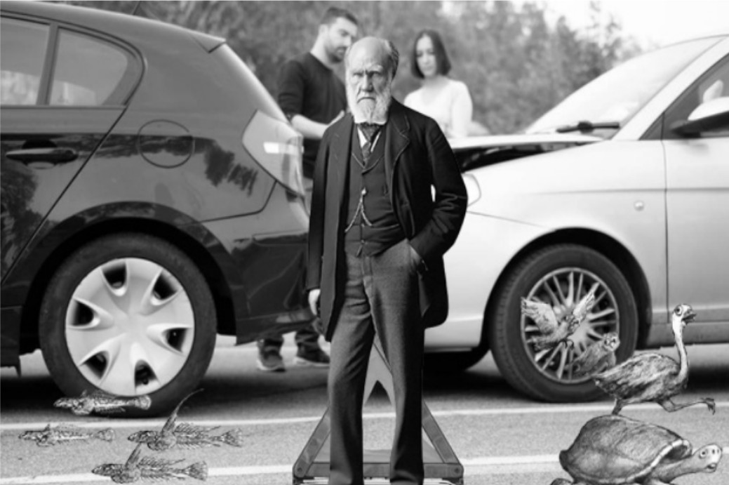 Darwinian Traffic: The Origin of Speedcies