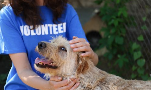 Fremont gov - Tri-City Animal Shelter: 
People can volunteer to help animals at the Animal Shelter