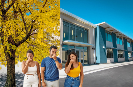 Students appreciating the smell of the beautiful female ginkgo tree at Irvington so much that they cover their mouths in shock